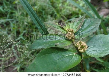 close-up of the Asthma Plant or Garden spurge or Chicken Weed (Euphorbia hirta) growing in a neglected land Royalty-Free Stock Photo #2273458105