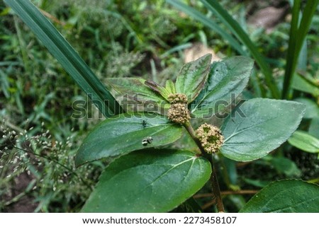 close-up of the Asthma Plant or Garden spurge or Chicken Weed (Euphorbia hirta) growing in a neglected land Royalty-Free Stock Photo #2273458107