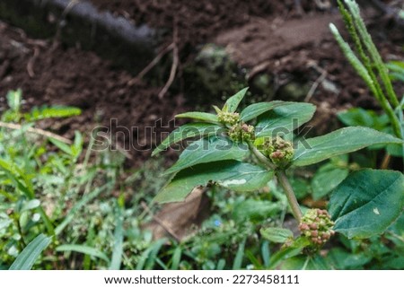 close-up of the Asthma Plant or Garden spurge or Chicken Weed (Euphorbia hirta) growing in a neglected land Royalty-Free Stock Photo #2273458111