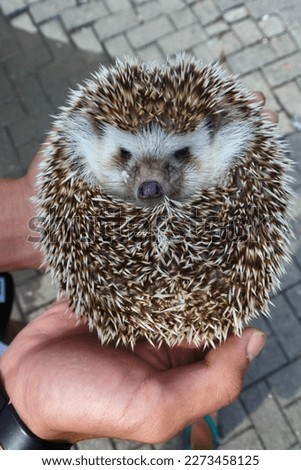 a mini hedgehog curled up hiding behind its quills over someone's hand