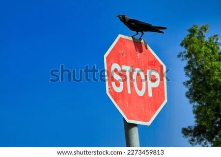 During my trip to Djibouti, I observed that there were many crows in the country, I photographed one of them on the traffic light with the stop sign.