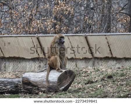 Guinea Baboon sitting on a log at the KC Zoo on a cool Winter day