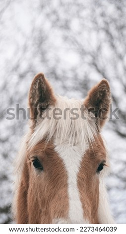 White hair fringe brown horse portrait