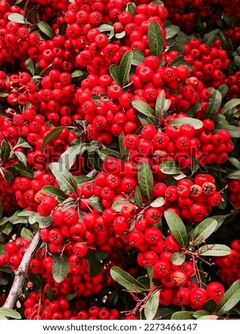 a closeup photo of firethorn berries, pyracantha red column Royalty-Free Stock Photo #2273466147