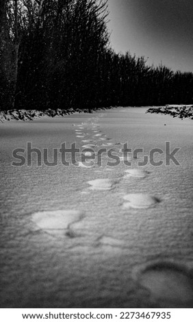Footprints in a path covered in snow along a tree hedge