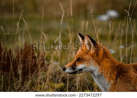 Close up portrait of a wild fox in the natural environment, Apuseni Mountains, Romania