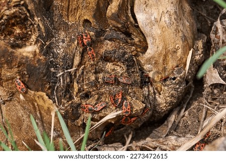The bedbug-soldier (lat. Pyrrhocoris apterus) has woken up after hibernation and is basking on an old rotten stump in the rays of the spring sun.