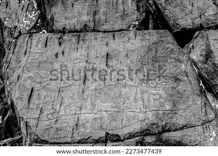 Rock drawing of ancient people of different animal deer with antlers on a stone in the Altai mountains at the sun. Black and white photo.