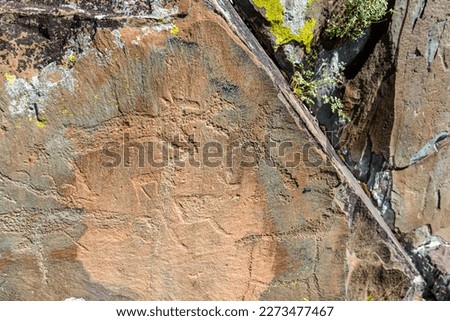 Petroglyphs rock drawings of ancient people animal cows and deer on stones in the Altai mountains in Siberia.