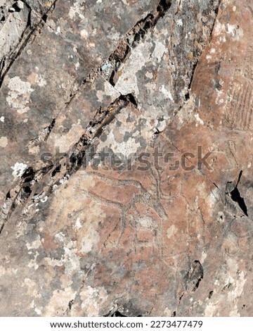 Petroglyphs rock drawing of ancient people animal deer with antlers on the stones in the Altai mountains in Siberia on a bright day.