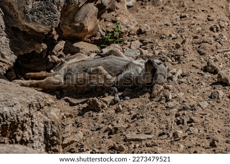 meerkat lying on the ground