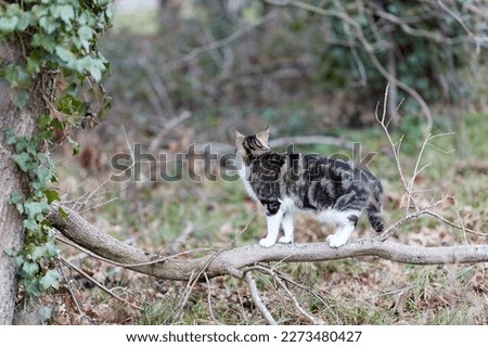 Domestic tiger cat walking on green grass