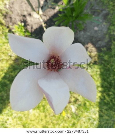 Top close-up view of a pink magnolia flower on natural green background