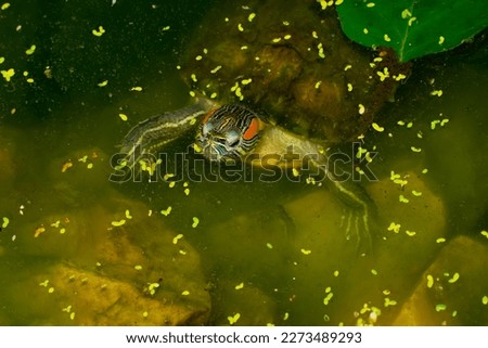 a red-eared turtle looks out of the water next to a stone. close-up Royalty-Free Stock Photo #2273489293