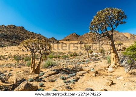 A few beautiful indigenous Quiver Trees, Kokerboom, (Aloe dichotoma) standing in the typical dry wide african landscape in South Africa, near Springbok between rocks on a sunny day with blue sky. Royalty-Free Stock Photo #2273494225