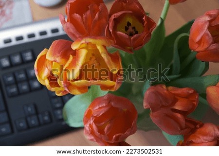 Red tulips on the background of the keyboard on the table