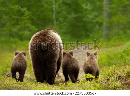 Close up of Eurasian brown bear (Ursos arctos) mama with her three cubs heading back to a forest, Finland. Royalty-Free Stock Photo #2273503567