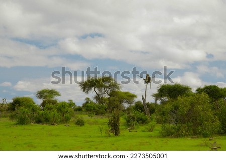 Beautiful landscape with animals and trees in Africa. Olive baboon siting on the tree