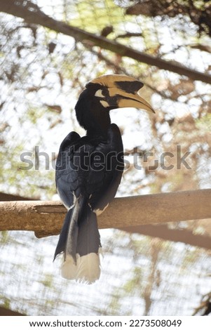 Hornbill,which was captured from a forest. It is portrait or close up type of bird picture. 
Bird name- Oriental Pied Hornbill