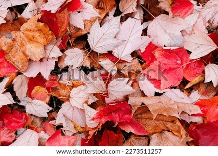Red and pink leaves texture closeup in the park. Autumn fall colorful foliage background.