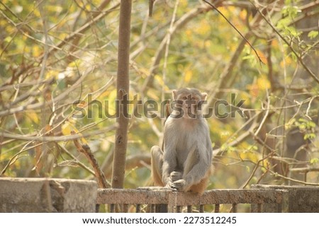 Monkey which was captured from Forest. 
It is a portrait picture or close up picture. It is rhesus monkey. It is mainly found in Asian countries 