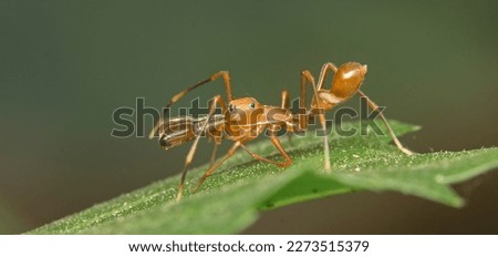 Ant mimic spiders, also known as ant spiders, are a family of spiders belonging to the family Corinnidae. As their name suggests, these spiders have evolved to resemble ants. Royalty-Free Stock Photo #2273515379