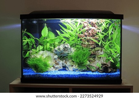 Natural Ocean Rock And Live Aquarium Plants In A Home Fish Tank. Royalty-Free Stock Photo #2273524929