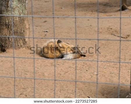 A red fox resting in the dirt on a sunny summer afternoon.