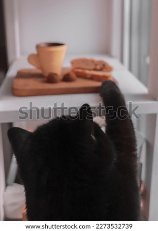 A black cat. Funny animals. A kitten tries to steal food. The cat stretches its paw for food. Cat silhouette.