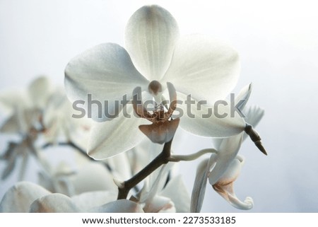 Bloom white orchid flowers on blurred white background for publication, design, poster, calendar, post, screensaver, wallpaper, postcard, banner, cover, website. High quality photography