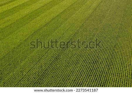 Geometrical aerial top view of a green corn field. Flying view of green corn seedlings. Corn tops in pattern. Agricultural landscape. Royalty-Free Stock Photo #2273541187