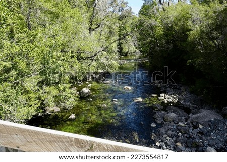 Picture of a beautiful river in the middle of the forest