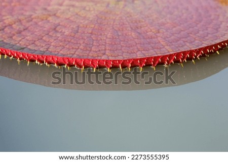 Leaf of Victoria or giant waterlily