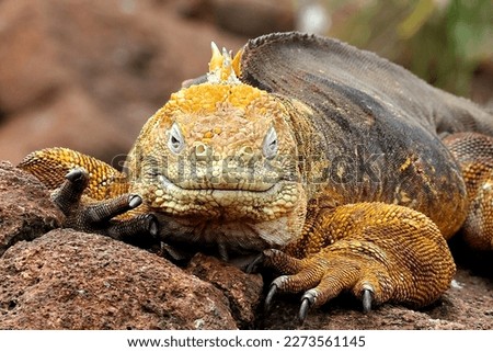 Macro Photography of Conolophus subcristatus Lizard on a Rock in the Ecuadorian Islands