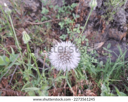 flower head with natural background 