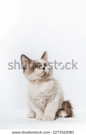 Small Adorable Siamese Burma Kitten Sitting Looking at Camera Studio Isolated on White Background Cut Out with Blank Space Fluffy and Cute
