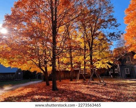 colorful autumn leaves on beautiful tree