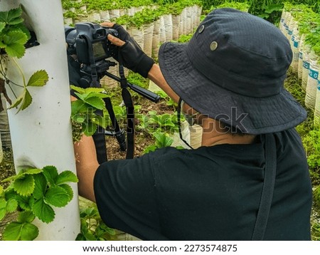 a male photographer wearing a black hat while holding a DSLR camera and then photographing strawberries in a strawberry garden