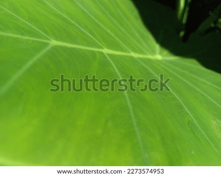 Taro leaves in the early morning of a sunny day - 1