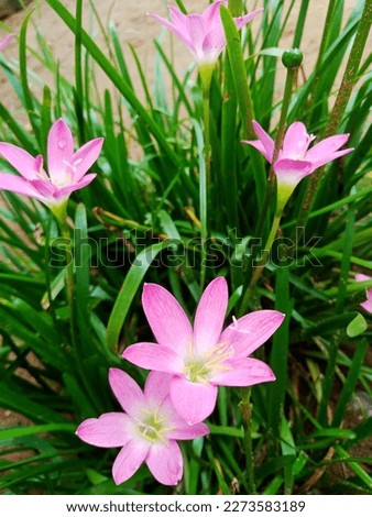 Rain lilies (Zephyranthes) are plants that usually grow after it rains, shaped like a trumpet and also have a light blue color