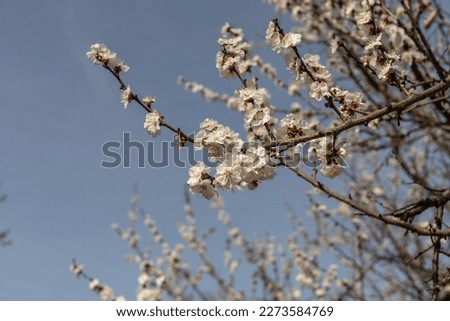 Spring blossom background. Beautiful spring blooming nature. Sunny day. Spring flowers. Beautiful picture. copy space