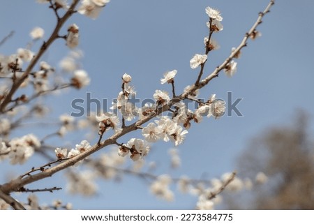 Spring blossom background. Beautiful spring blooming nature. Sunny day. Spring flowers. Beautiful picture. copy space