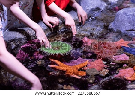 Touch pool tide pool kids touching sea anemone