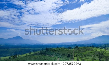 Background tea plantation under the foot of Mount Malabar, Bandung district, West Java, Indonesia. Royalty-Free Stock Photo #2273592993