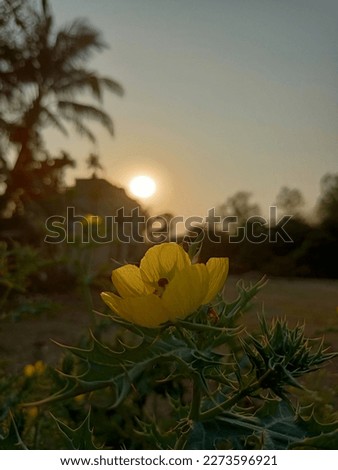 Maxicana agrimona poppies flower beautiful natural beauty sun sunset Village beauty flower with sunset natural picture view of village sunrise sunset with flower 