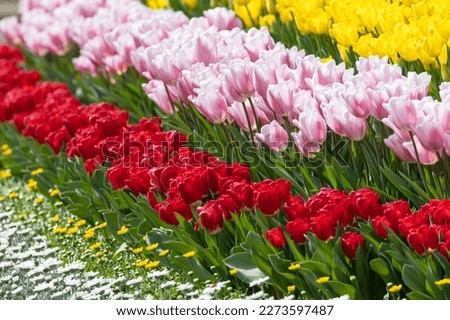 Colorful tulip flower garden Spring flower background material
