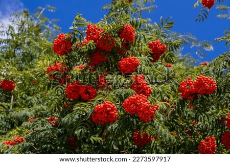 Ashberry. Ripe bright orange clusters of mountain ash on the branches. 