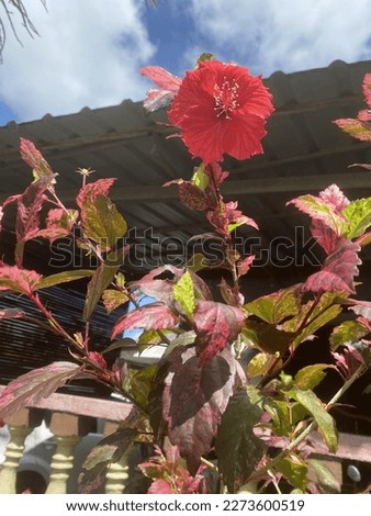 Hibiscus flowers are known for their striking beauty with their vibrant colors, large petals, and intricate designs that make them a favorite among gardeners and nature enthusiasts alike.