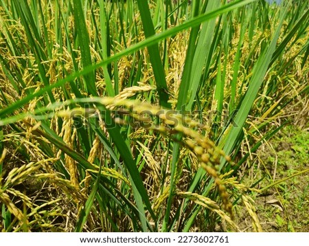 Rice cultivation is carried out in rural paddy fields