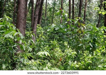 Teak tree forests in grassland, Indonesia, hutan jati, hutan tanaman keras, terlihat pohon, rumput hijau dan tanaman liar lain di hutang terlihat lebat, subur dan penuh dengan tumbuhan hijau, green